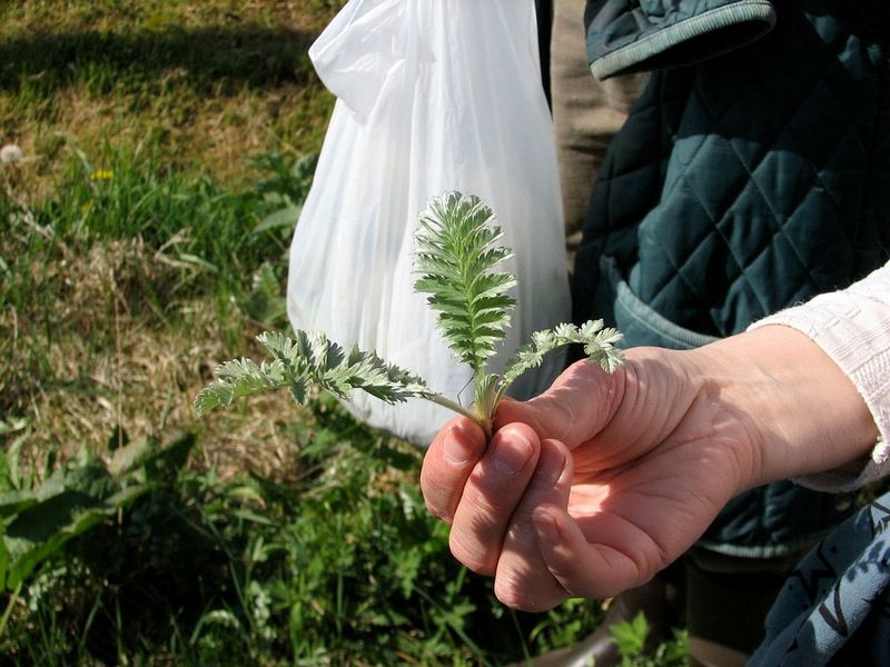 2010 04 Plantes sauvages comestibles 09